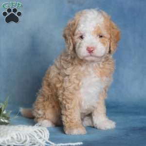 Jubilee, Miniature Poodle Puppy