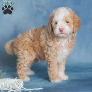 Jubilee, Miniature Poodle Puppy