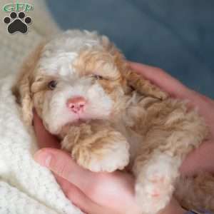 Jubilee, Miniature Poodle Puppy