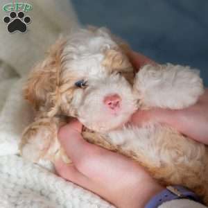 Jubilee, Miniature Poodle Puppy