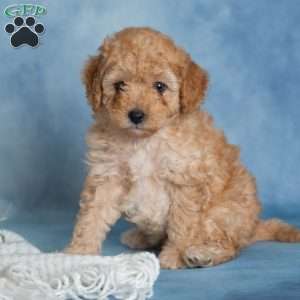 Jumbles, Miniature Poodle Puppy