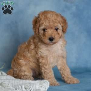 Jumbles, Miniature Poodle Puppy