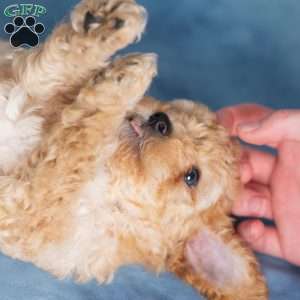 Jumbles, Miniature Poodle Puppy