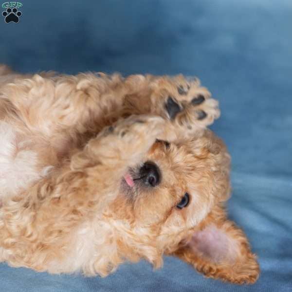 Jumbles, Miniature Poodle Puppy