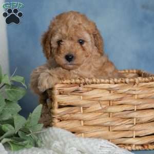 Jumbles, Miniature Poodle Puppy