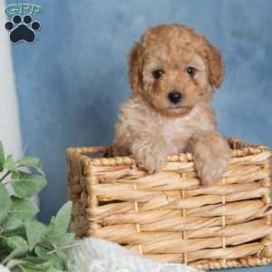 Jumbles, Miniature Poodle Puppy