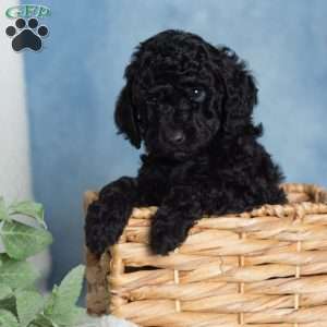 Jett, Miniature Poodle Puppy