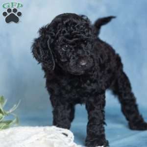 Jett, Miniature Poodle Puppy