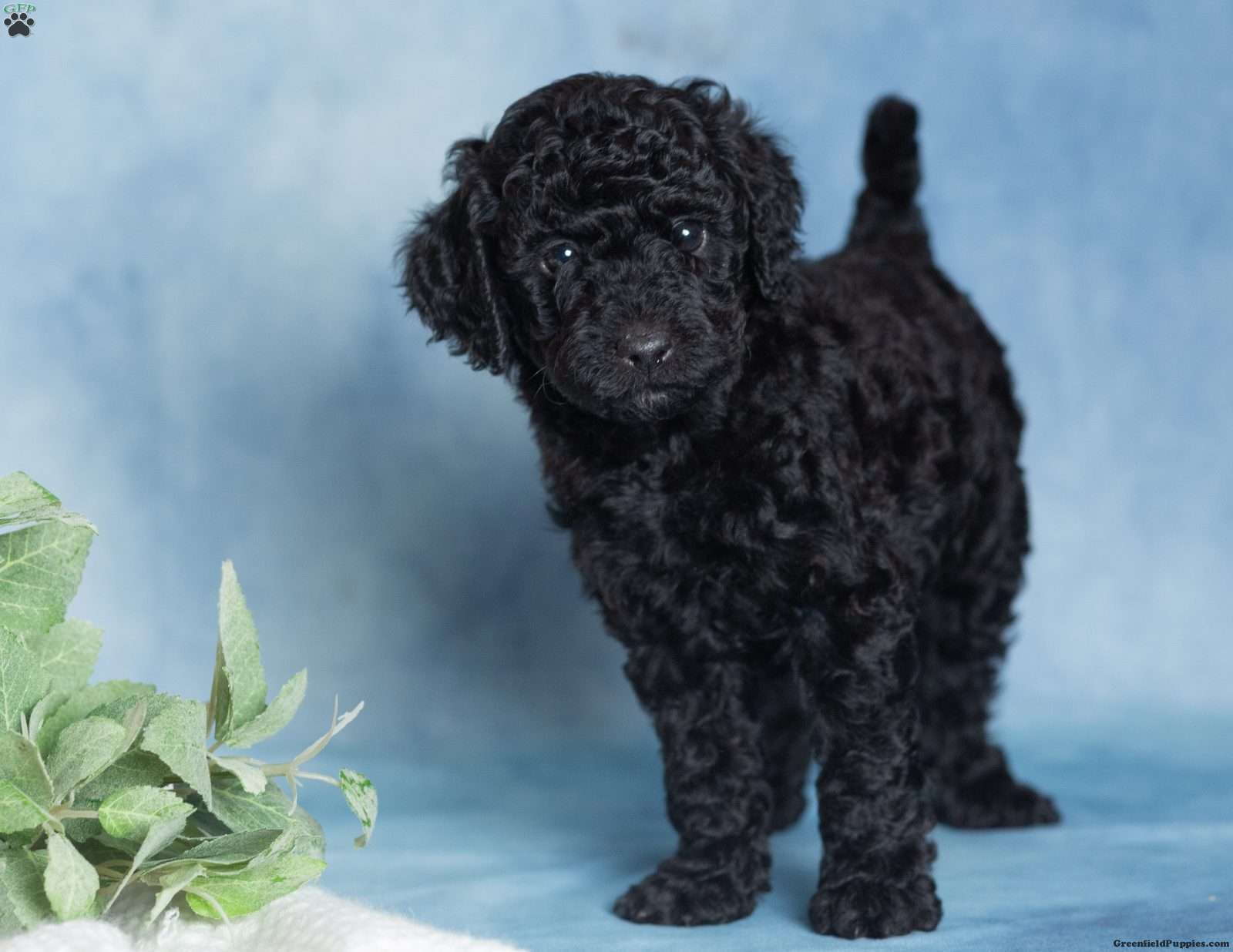 Jett (Miniature Poodle, Male) in Millersburg, PA