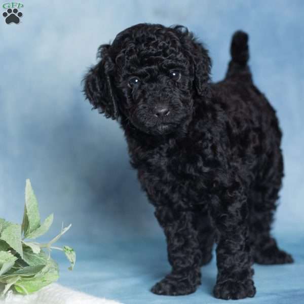 Jett, Miniature Poodle Puppy