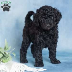 Jett, Miniature Poodle Puppy