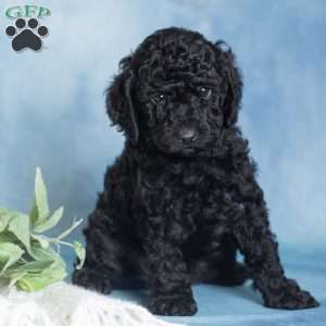 Jett, Miniature Poodle Puppy
