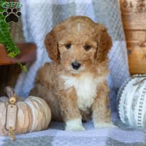 Buttercup, Mini Goldendoodle Puppy