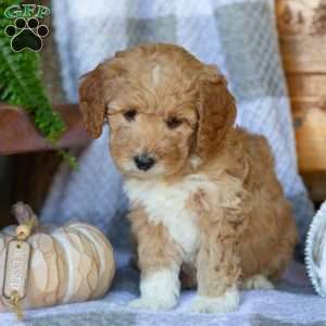 Buttercup, Mini Goldendoodle Puppy
