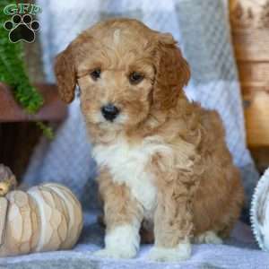 Buttercup, Mini Goldendoodle Puppy