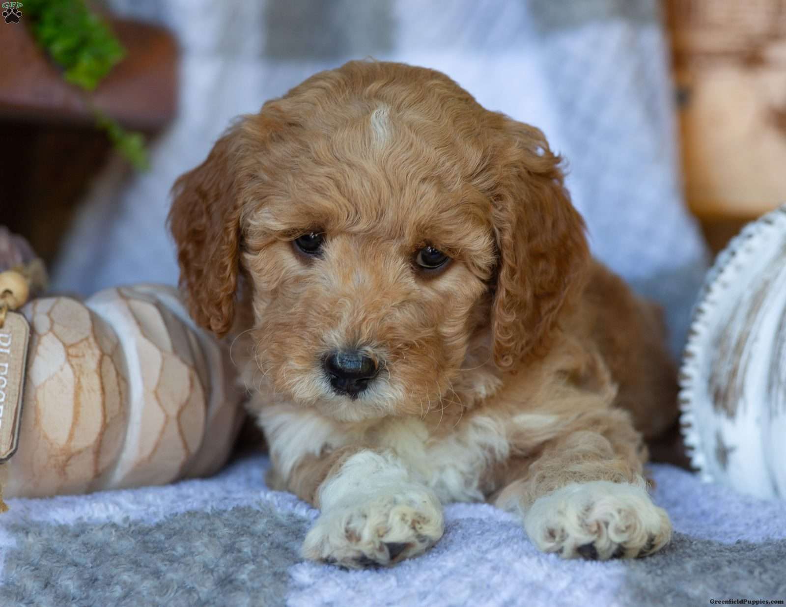 Buttercup (Doodle / designer cross, Female) in Elizabethville, PA