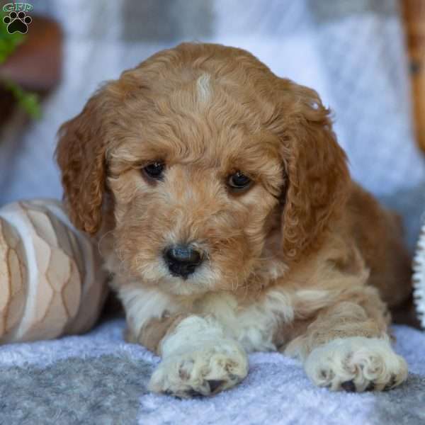 Buttercup, Mini Goldendoodle Puppy