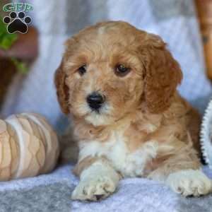 Buttercup, Mini Goldendoodle Puppy