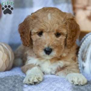 Buttercup, Mini Goldendoodle Puppy