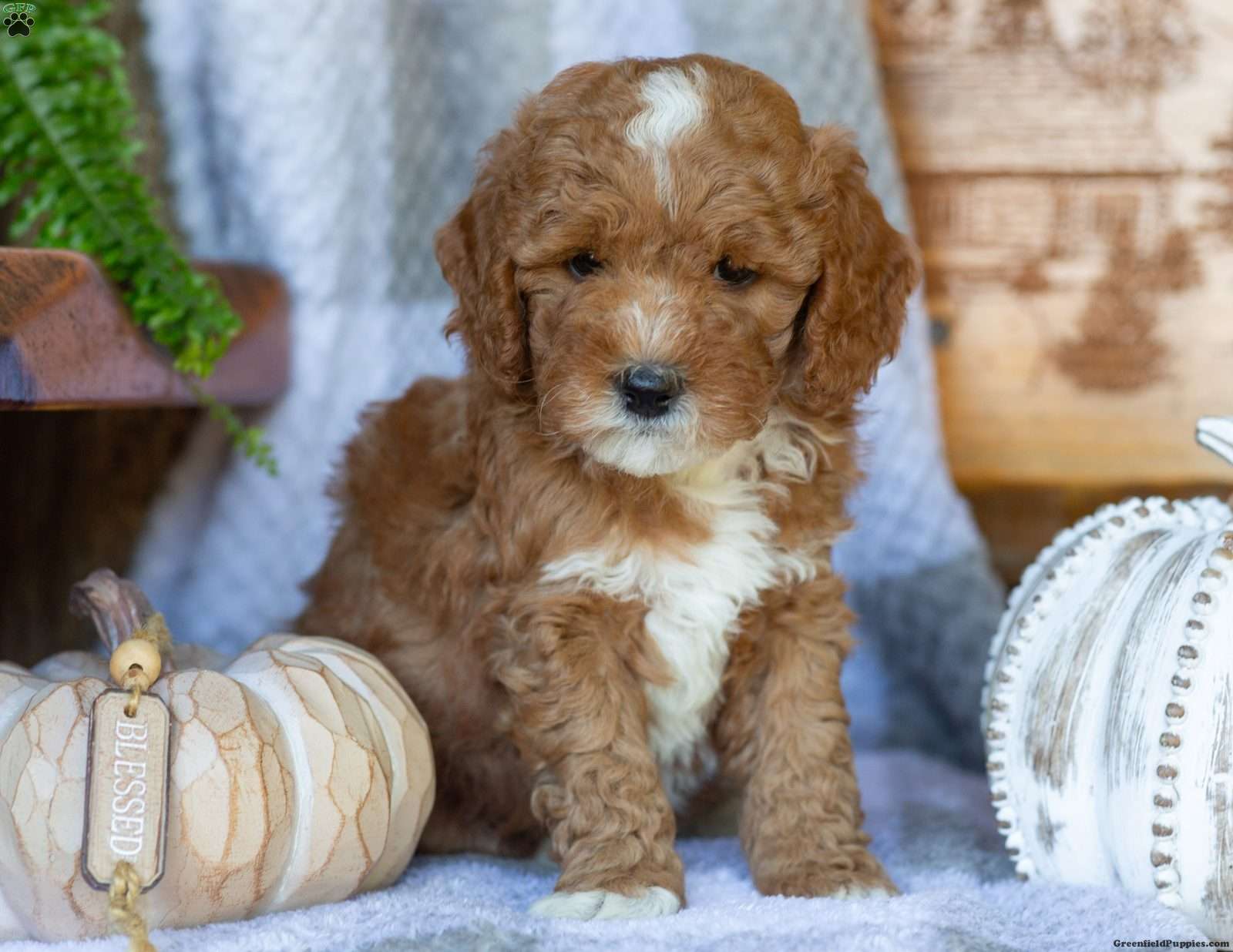 Princess (Doodle / designer cross, Female) in Elizabethville, PA