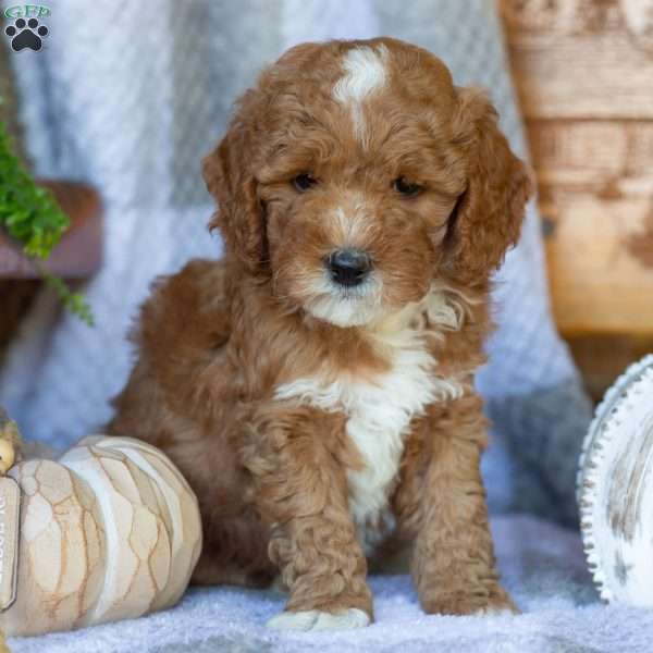 Princess, Mini Goldendoodle Puppy