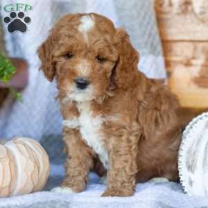 Princess, Mini Goldendoodle Puppy