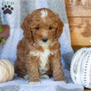 Princess, Mini Goldendoodle Puppy