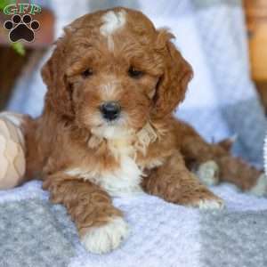 Princess, Mini Goldendoodle Puppy