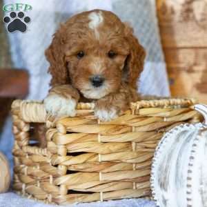 Princess, Mini Goldendoodle Puppy