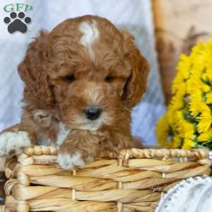 Princess, Mini Goldendoodle Puppy