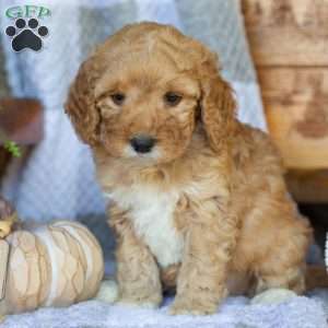 Penny, Mini Goldendoodle Puppy