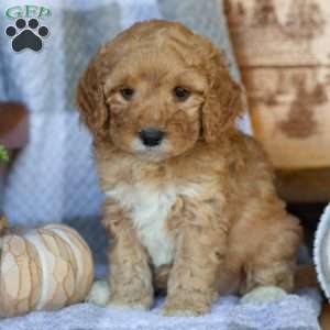 Penny, Mini Goldendoodle Puppy