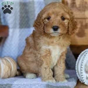 Penny, Mini Goldendoodle Puppy