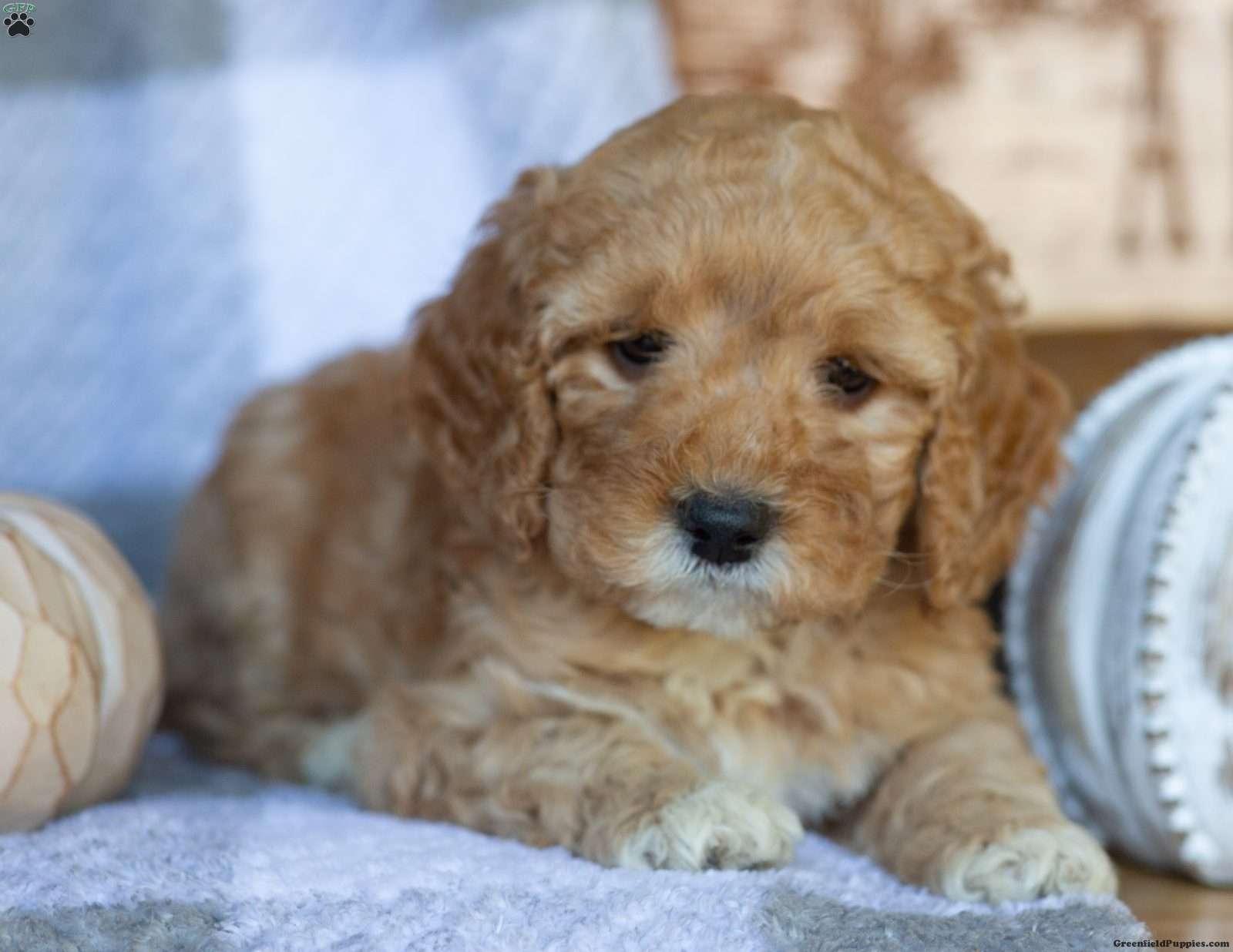 Penny (Doodle / designer cross, Female) in Elizabethville, PA