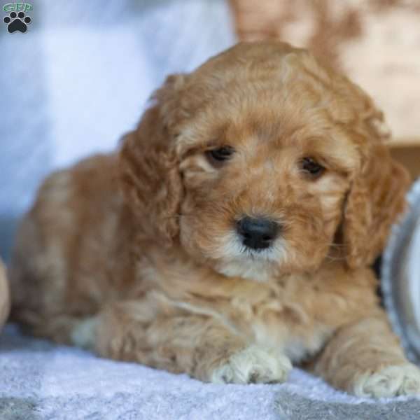 Penny, Mini Goldendoodle Puppy