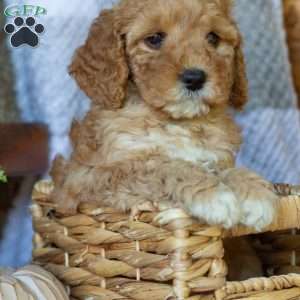 Penny, Mini Goldendoodle Puppy