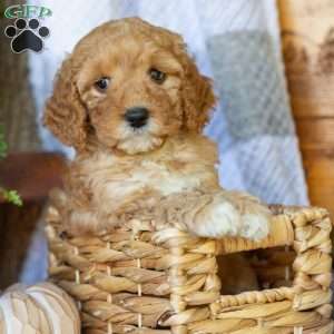 Penny, Mini Goldendoodle Puppy