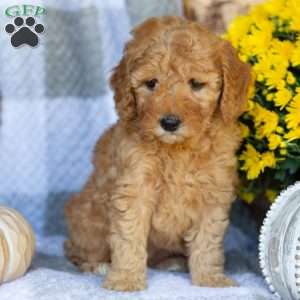 Roses, Mini Goldendoodle Puppy