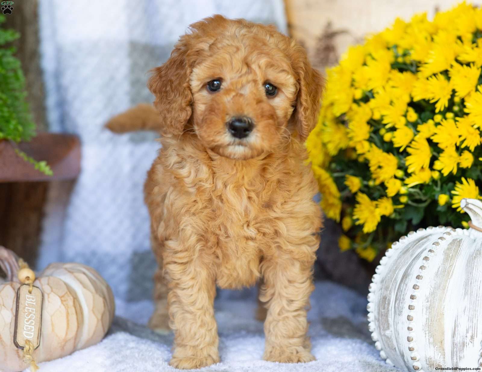 Roses (Doodle / designer cross, Female) in Elizabethville, PA
