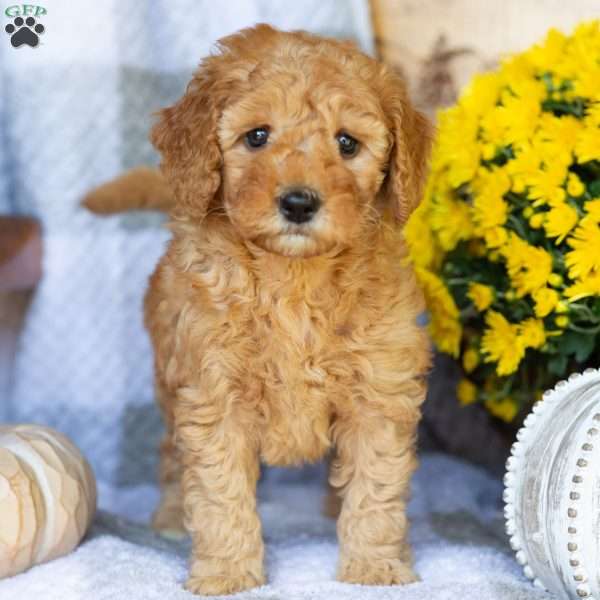 Roses, Mini Goldendoodle Puppy