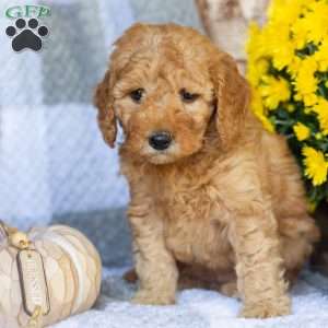 Roses, Mini Goldendoodle Puppy