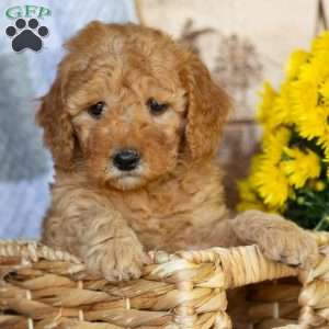 Roses, Mini Goldendoodle Puppy