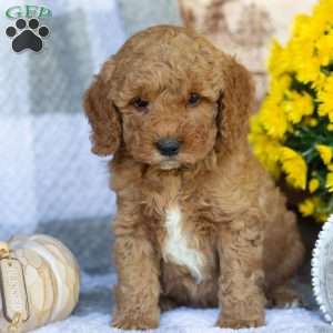 Prince, Mini Goldendoodle Puppy