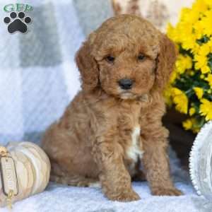 Prince, Mini Goldendoodle Puppy