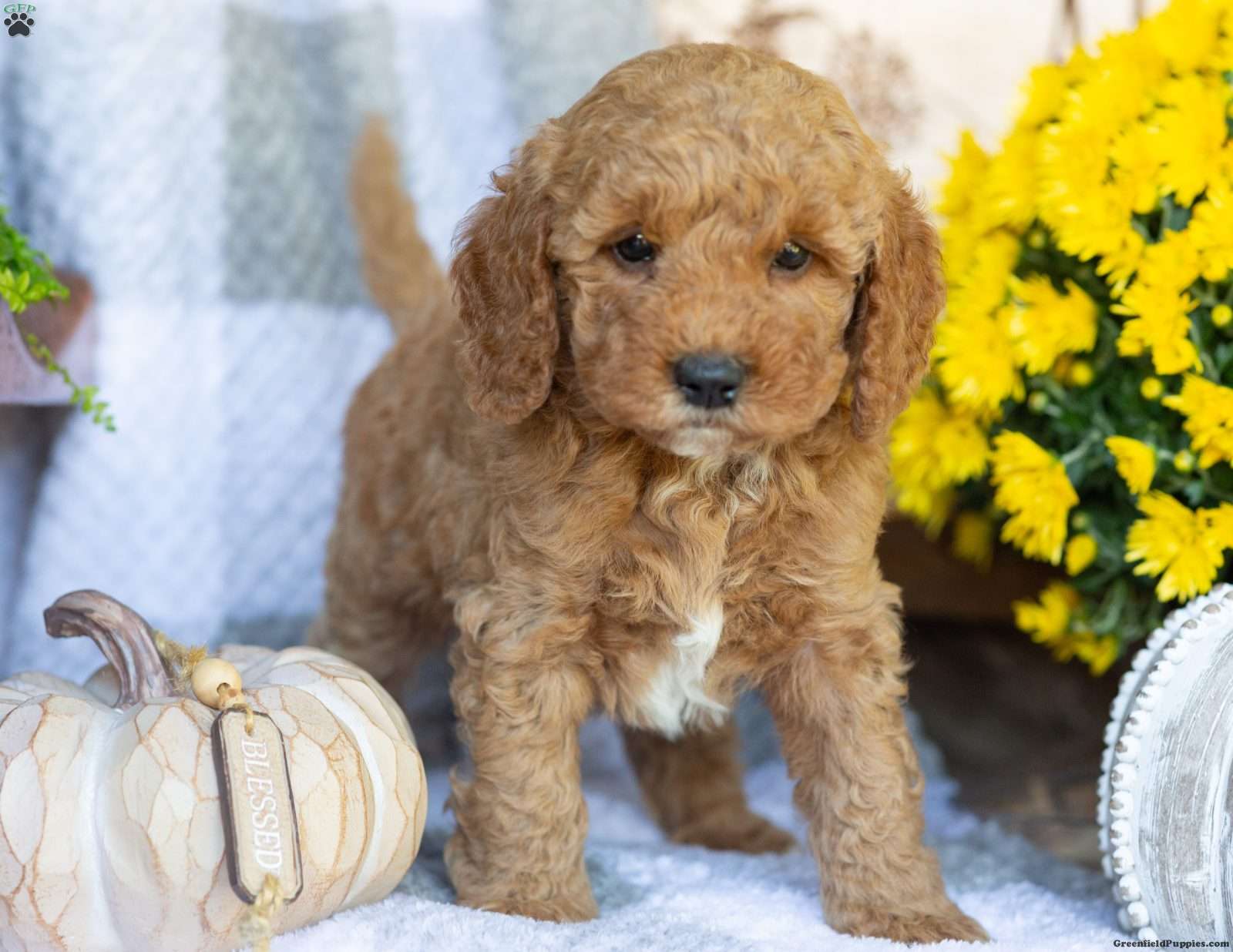 Prince (Doodle / designer cross, Male) in Elizabethville, PA