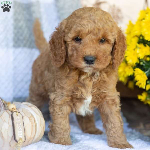 Prince, Mini Goldendoodle Puppy