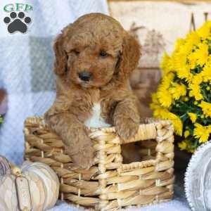 Prince, Mini Goldendoodle Puppy