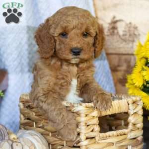 Prince, Mini Goldendoodle Puppy
