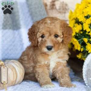 Petunia, Mini Goldendoodle Puppy