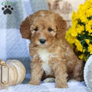 Petunia, Mini Goldendoodle Puppy